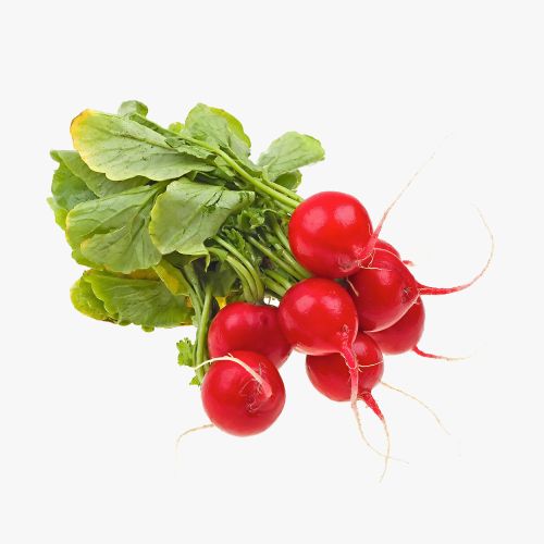 Pure Beet Root Extract